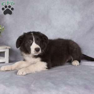 Benji, Border Collie Puppy